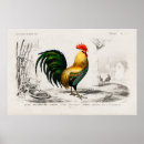 Recherche de illustration de coq posters Vintage
