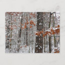Recherche de chêne cartes postales Hiver