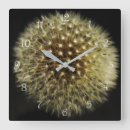 Zoek naar dandelion klokken Taraxacum