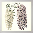 Recherche de glycine art Jardin
