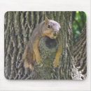Recherche de écureuil drôle tapis souris Animaux