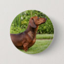 Recherche de lisse badges Zwergteckel