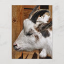 Recherche de chèques cartes postales Mignon