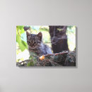 Recherche de chaton impressions sur toile Pour elle
