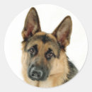 Recherche de chiot berger allemand autocollants Chiots