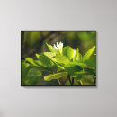 Recherche de polynésie art Photographie