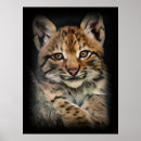 Recherche de gros chat posters Félin
