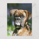 Zoek naar boxer dog briefkaarten Brindle