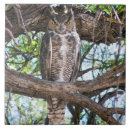 Recherche de hibou carreaux Faune