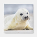 Recherche de pelucheux magnets Animaux