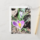 Recherche de fleurs de crocus cartes postales Printemps