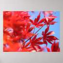 Recherche de érable rouge posters Feuillage