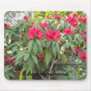 Recherche de rhododendron tapis souris Nature