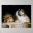 Recherche de sheltie posters Chiens
