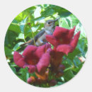 Recherche de fleur de colibri autocollants Sauvage
