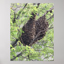 Zoek naar bijenkorf posters Natuur