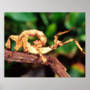 Recherche de australiennes art Faune