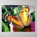 Zoek naar prinsen posters Vlinder