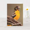 Recherche de baltimore photographie Nature