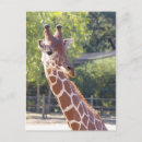 Recherche de mammifère africain cartes postales Girafe