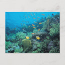 Recherche de poissons tropicaux cartes postales Nature