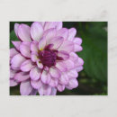 Recherche de dahlia cartes postales Botanique
