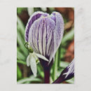 Recherche de snowdrops cartes postales Vert
