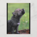 Zoek naar baby wolf briefkaarten Schattig
