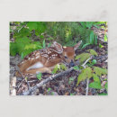 Recherche de bambi cartes postales Bébé