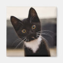 Zoek naar kitten magneten Focus op voorgrond