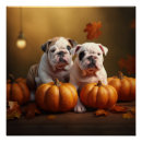 Recherche de de bouledogue français posters Chiot