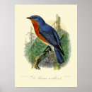 Recherche de bleuet posters Vintage