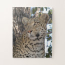 Recherche de grands chats puzzles Léopard