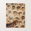 Recherche de ruche puzzles Nature