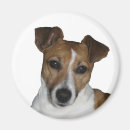 Recherche de jack russel magnets Russell