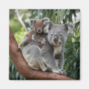 Zoek naar baby koala magneten Australisch