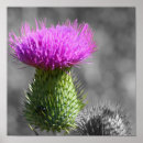 Recherche de noir et pourpre photographie Nature