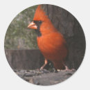 Recherche de cardinal autocollants Cardinaux