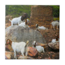 Recherche de chèvre carreaux Animaux