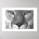 Recherche de animal puma posters Animaux