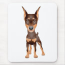 Recherche de dobermann tapis souris Chiot