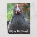 Zoek naar kip verjaardag briefkaarten Rooster
