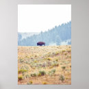 Recherche de bison posters Parc national