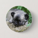 Recherche de chiot de chiwawa badges 7 semaines