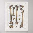 Recherche de jambe humaine posters Anatomie
