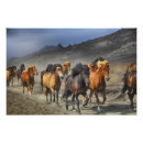 Recherche de troupeau de chevaux posters Animal