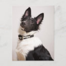 Recherche de portrait de chien cartes postales Verticale