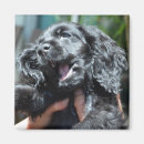 Recherche de de cocker refrigérateur magnets Chiot