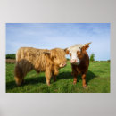 Recherche de highland cow posters Brun