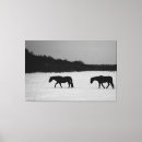 Recherche de équin photographie Blanc